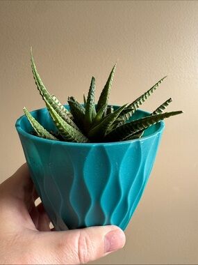 Haworthiopsis limifolia Aka Fairy Washboard